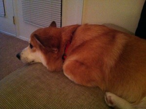 My Weekend with Moose