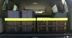 A Pop of Color With Wayfair