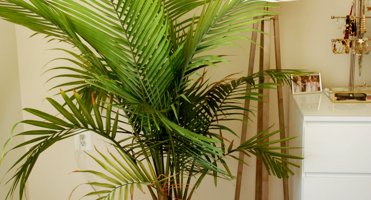 5 Amazing Health Benefits of Indoor Plants